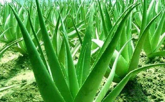 公示期和交易期都还能修改价格吗 - 畅易阁 - 《